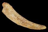 Fossil Pterosaur (Siroccopteryx) Tooth - Morocco #145203-1